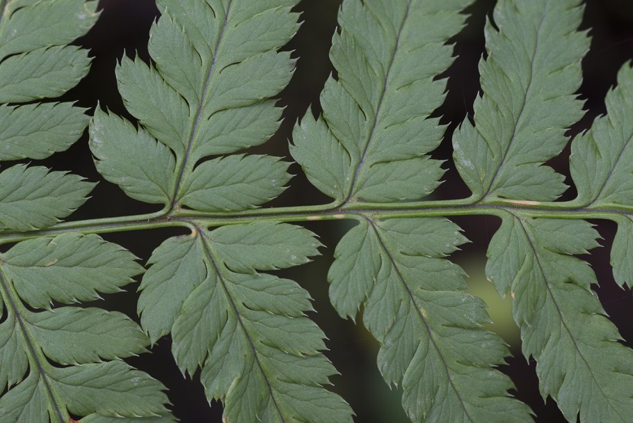 Dryopteris carthusiana гербарий