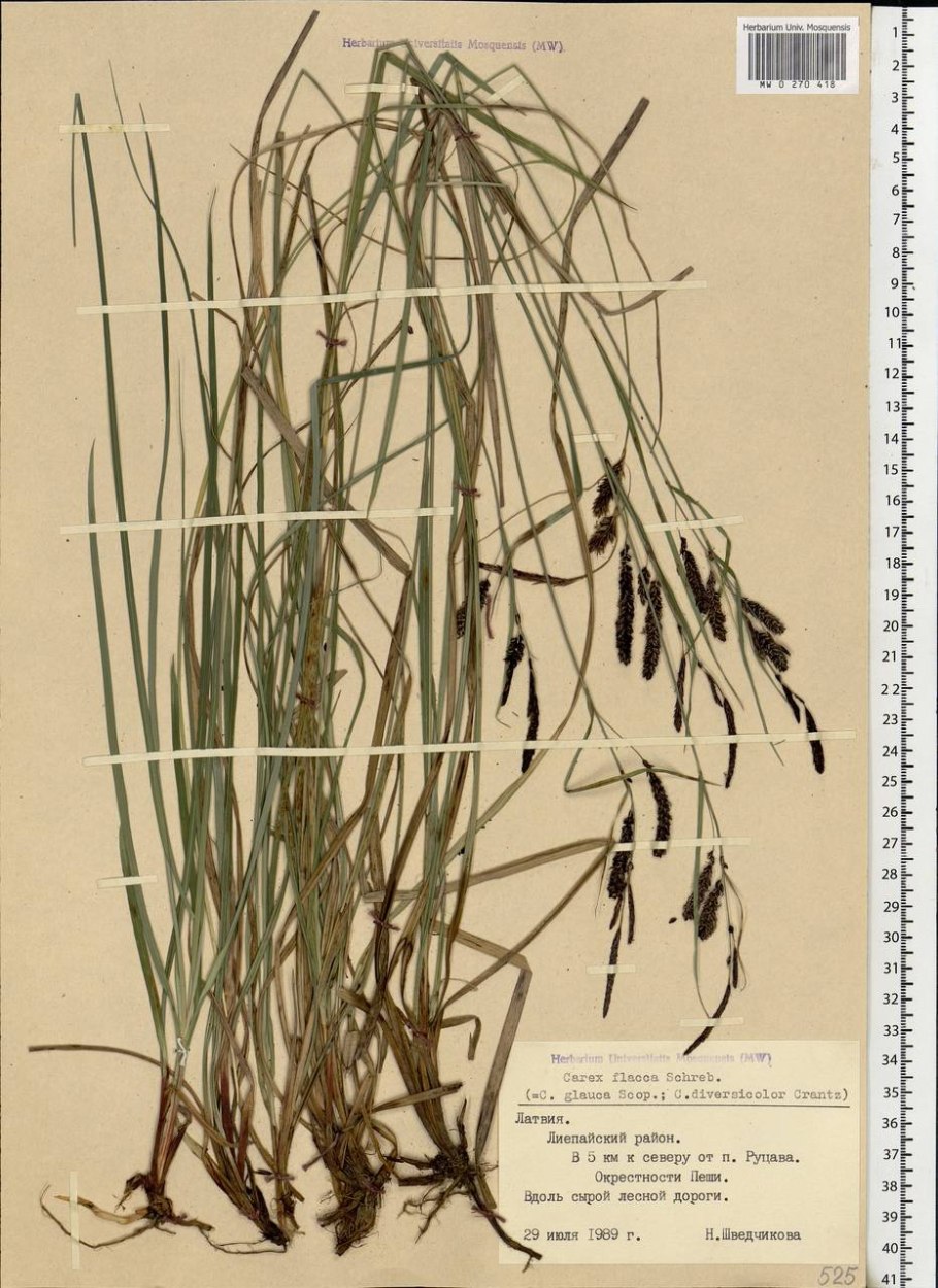 Осока повислая фото и описание