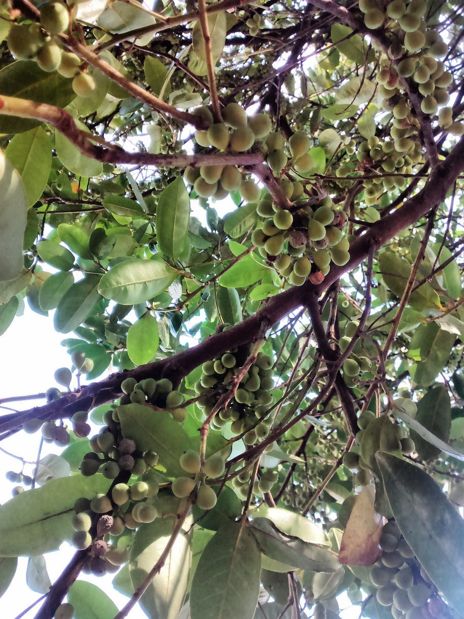 Обвойник греческий — Periploca Graeca l