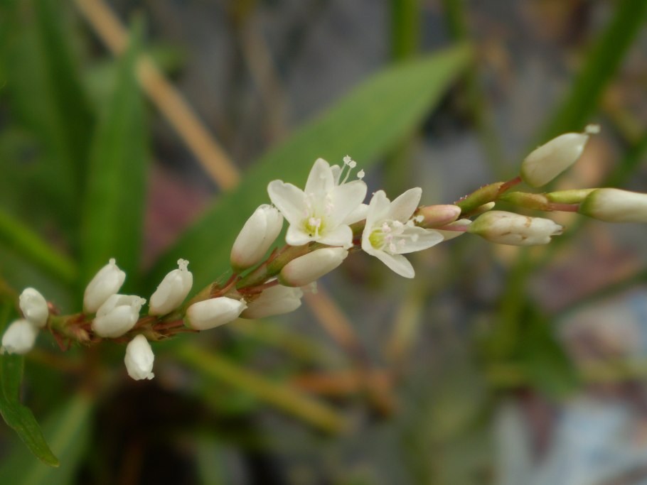 Distylium myricoides