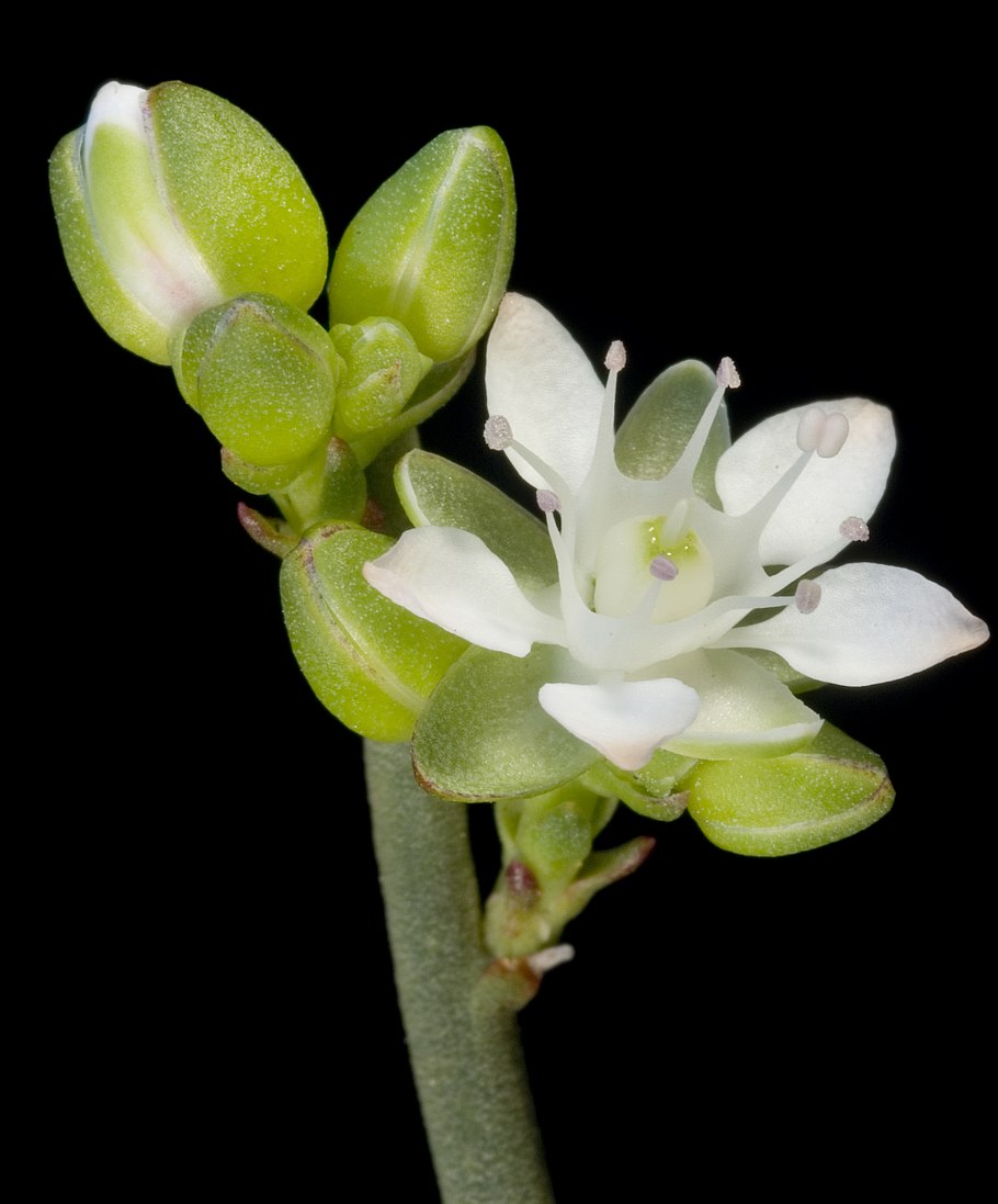 Daphnopsis Brasiliensis