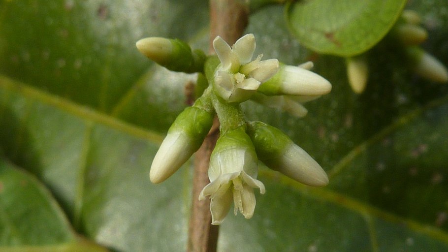 Сыть циперус