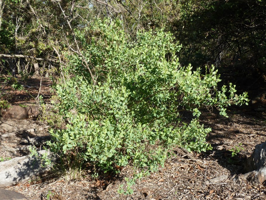 Zygophyllum fabago