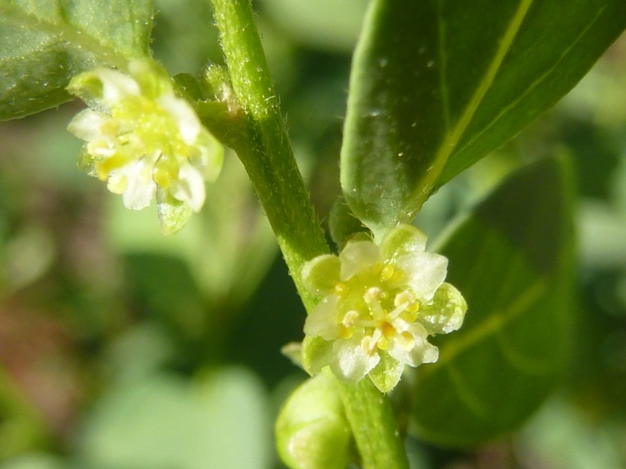 Сыть съедобная, чуфа. Земляной миндаль (Cyperus esculentus)