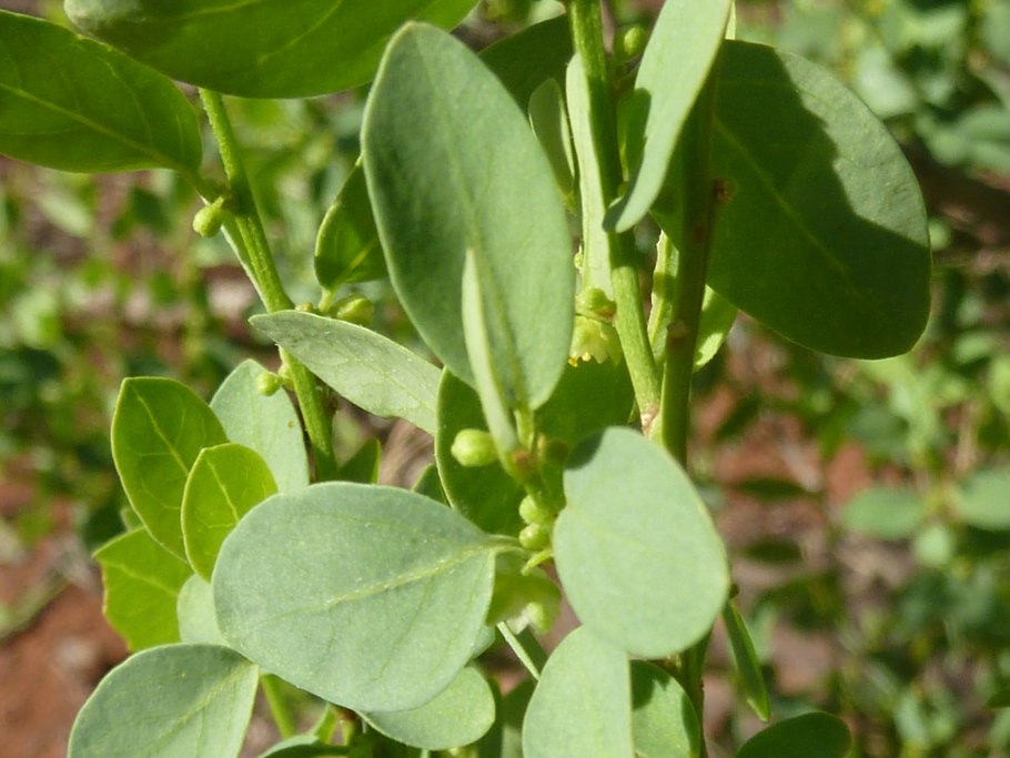 Авиценния (Avicennia