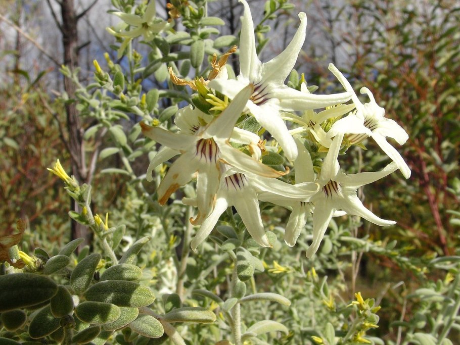 Cyphanthera albicans