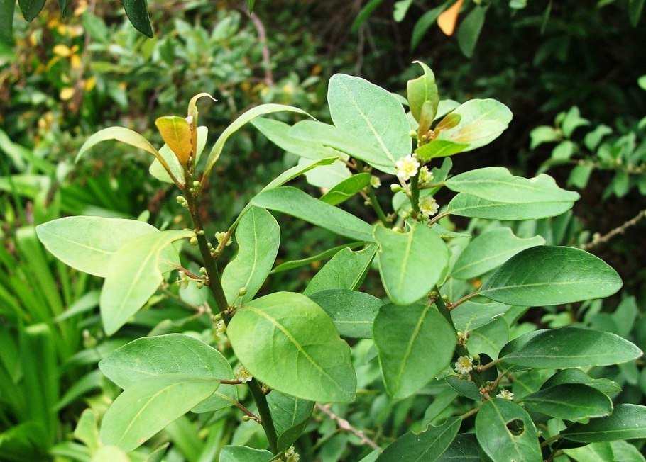 Polygonaceae гречишные