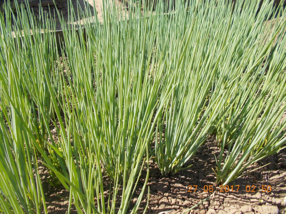 Лук батун цветет