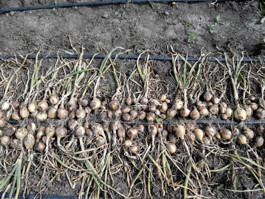 Семенные луковицы