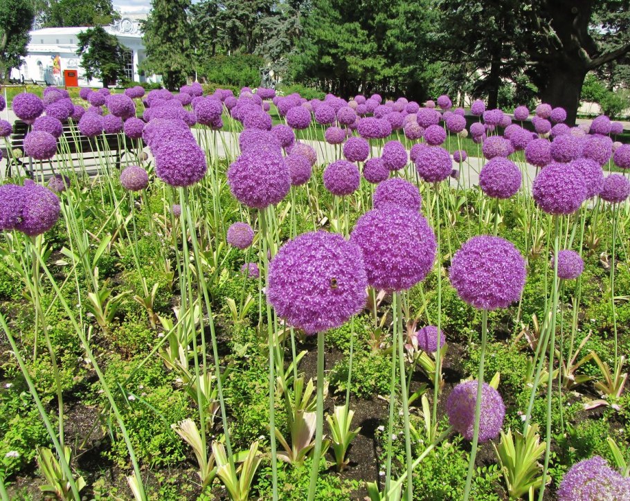 Аллиум размножение