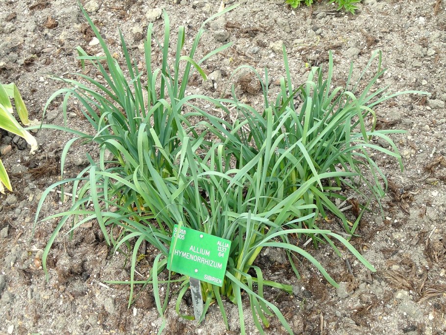 Батун слизун