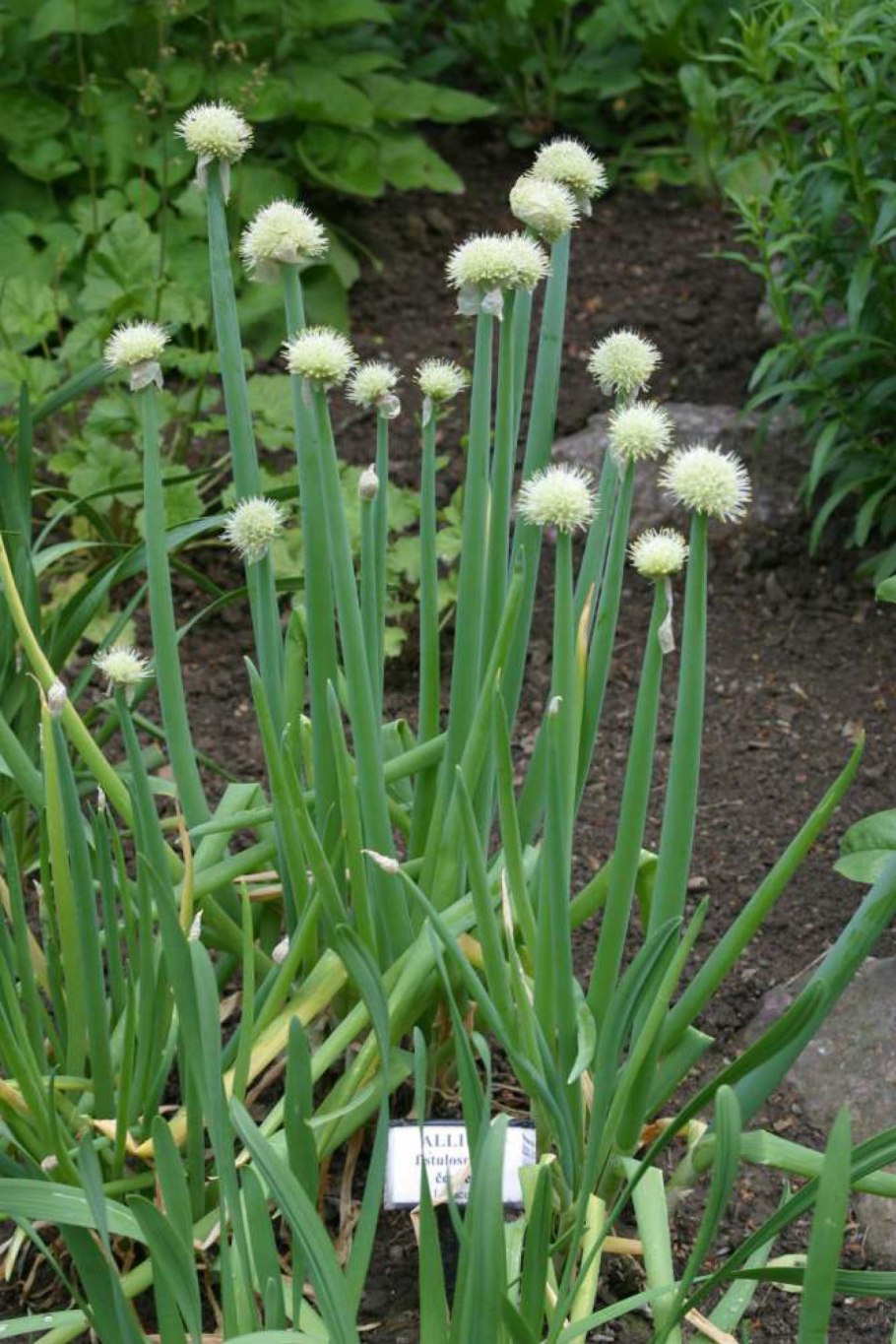 Лук батун - Allium fistulosum