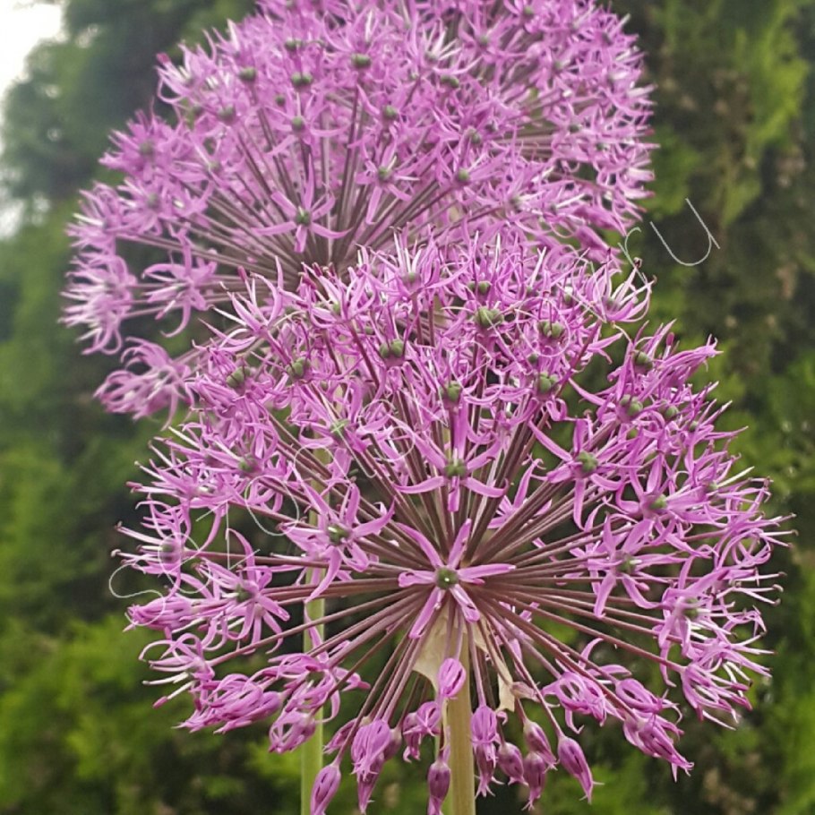 Лук Allium olympicum