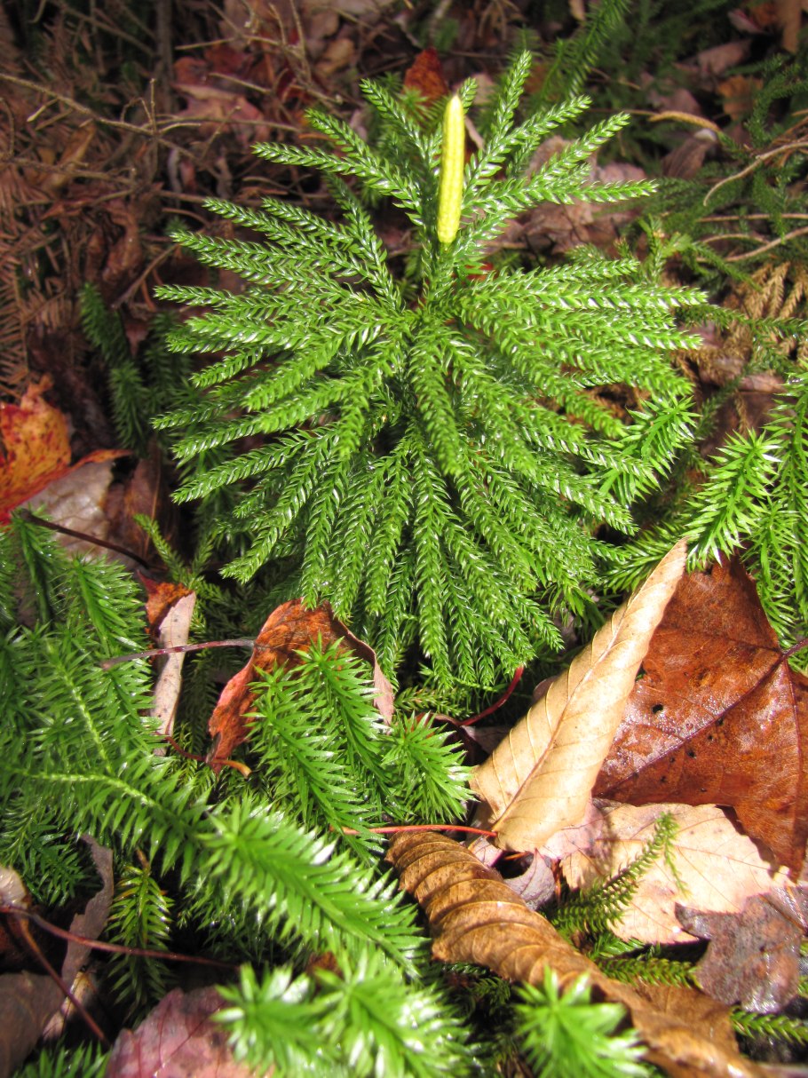 Lycopodium obscurum