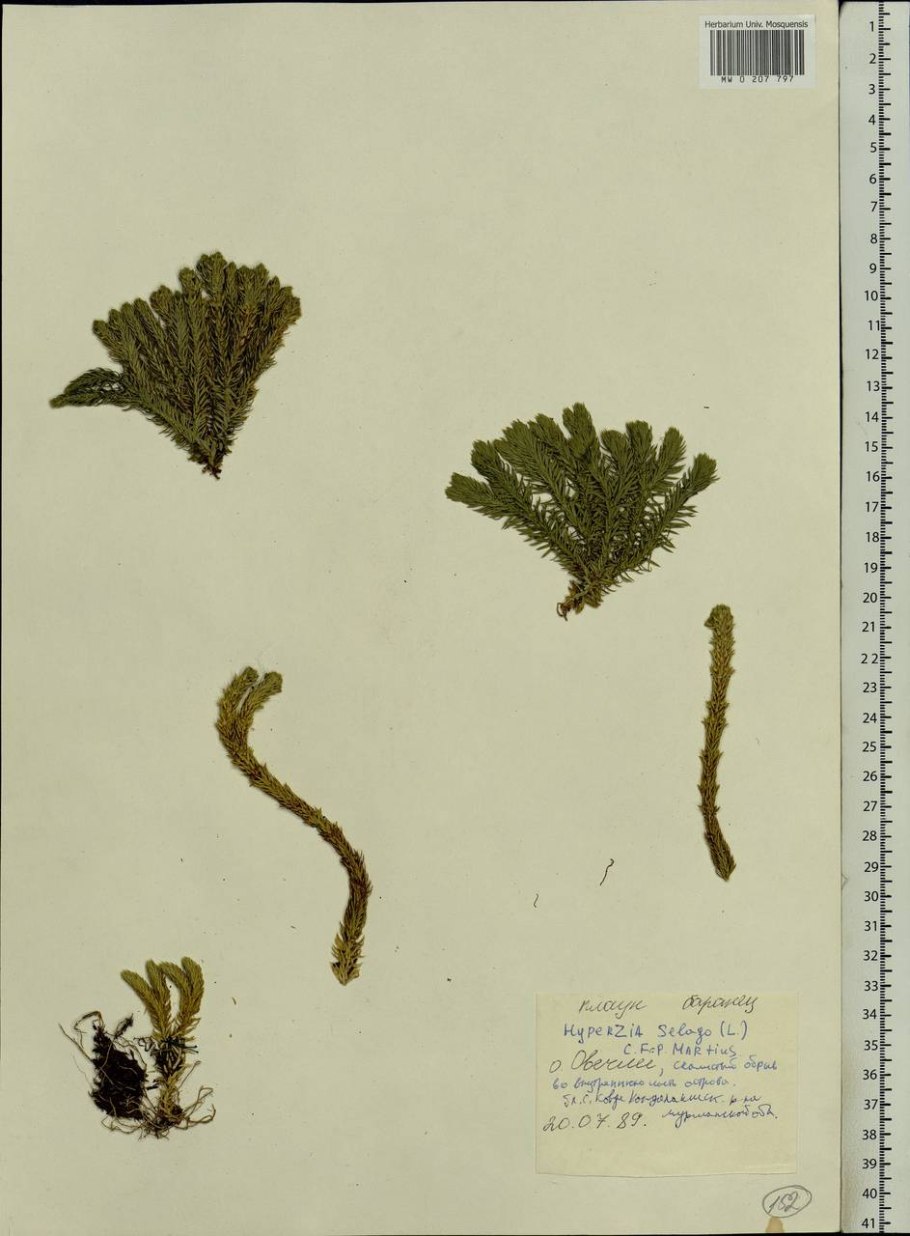 Плаун стелющийся