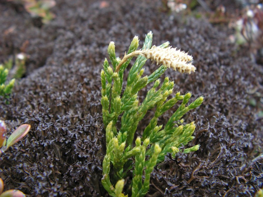 Дифазиаструм альпийский