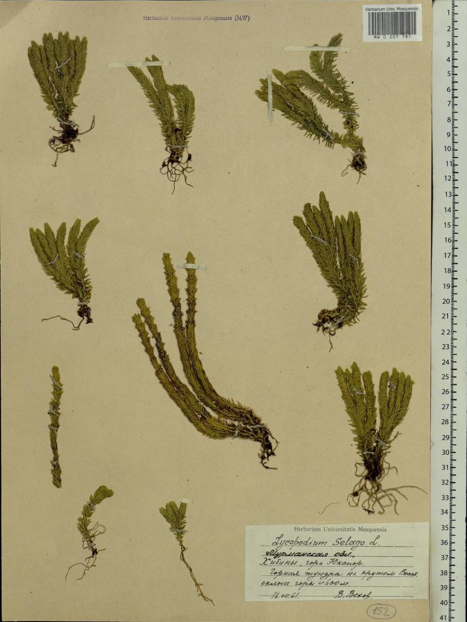 Баранец обыкновенный (huperzia selago)