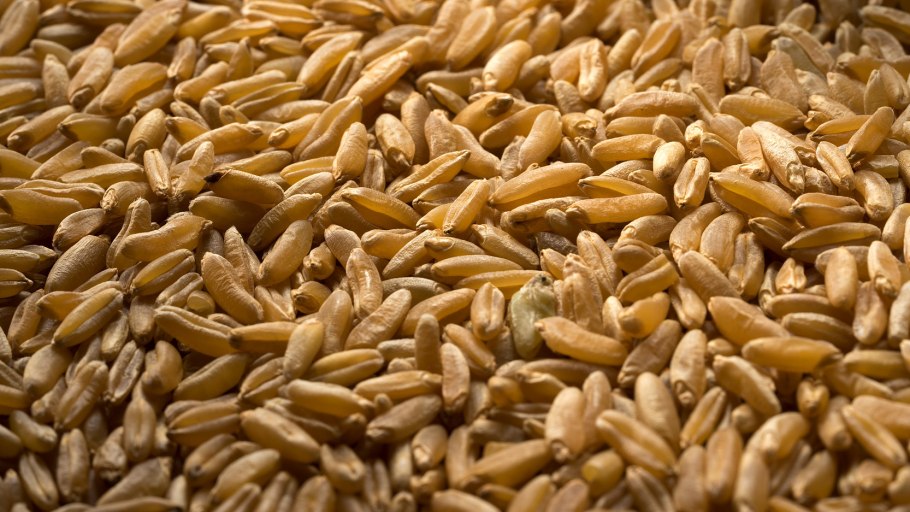 Московская 40 пшеница фото