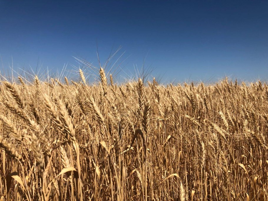 Родина твердой пшеницы