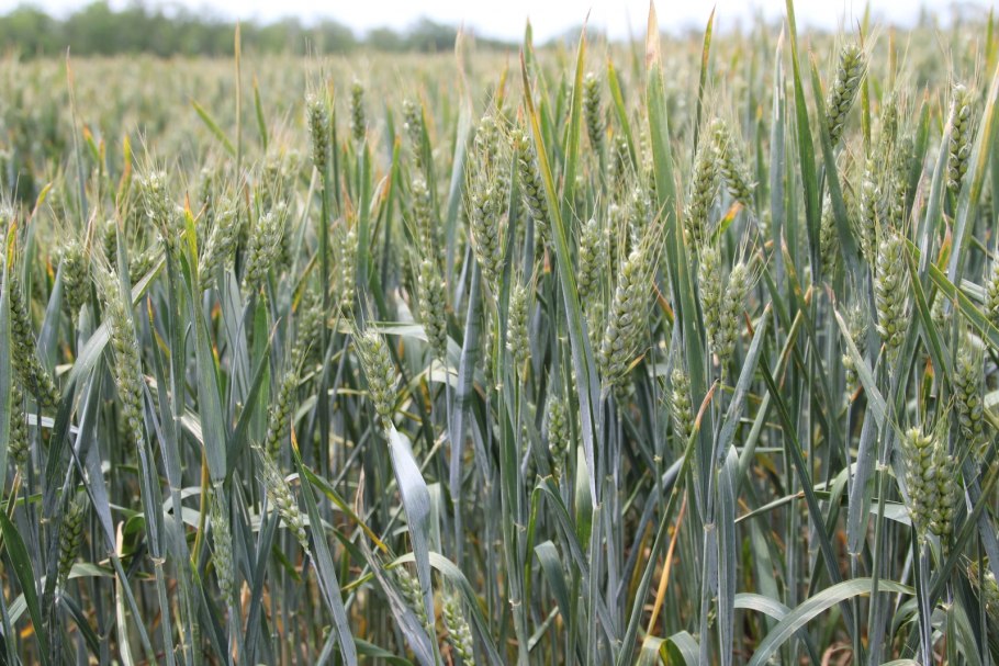 Яровой ячмень тритикале