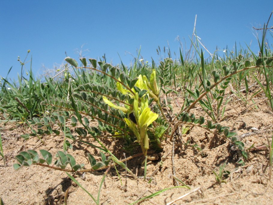 Астрагал пустынный
