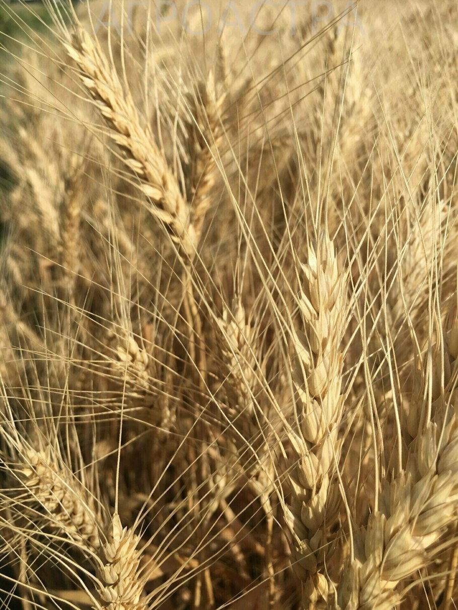 Многолетняя пшеница
