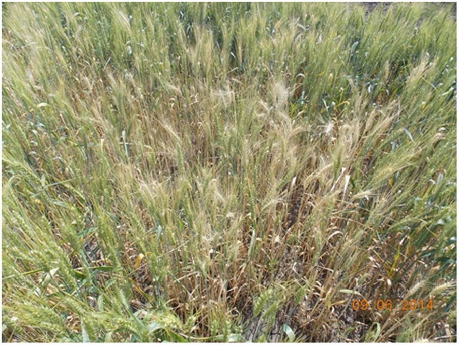 Пшеница сорт старшина