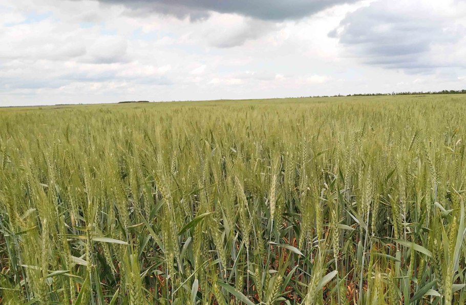 Пшеница сорт Ахмат