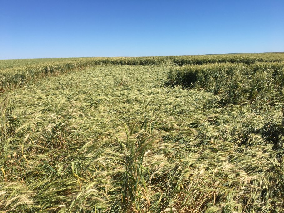 Поле злаки техника