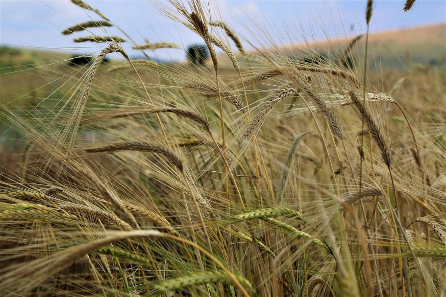 Озимые растения в дикой природе