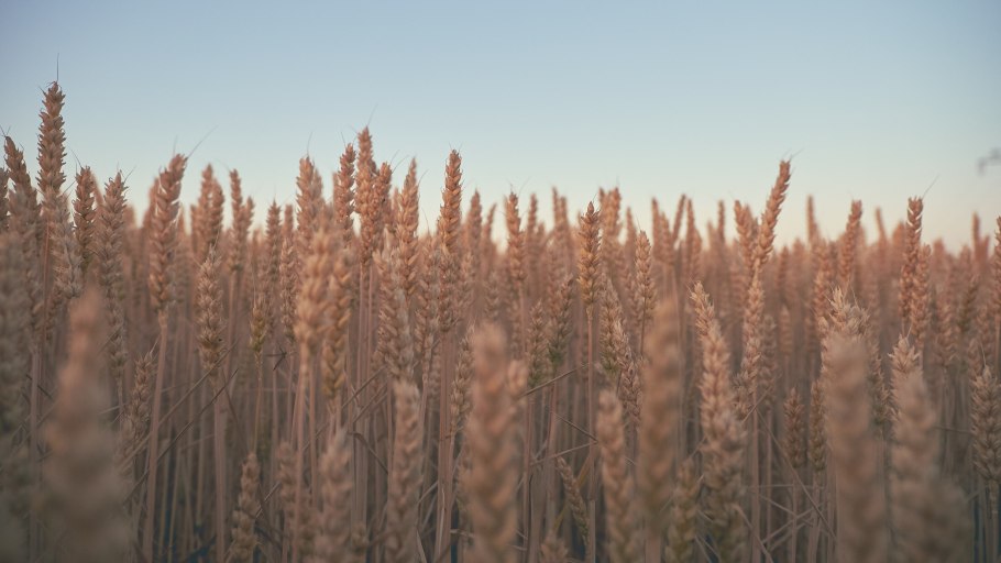 Обувь на фоне пшеницы