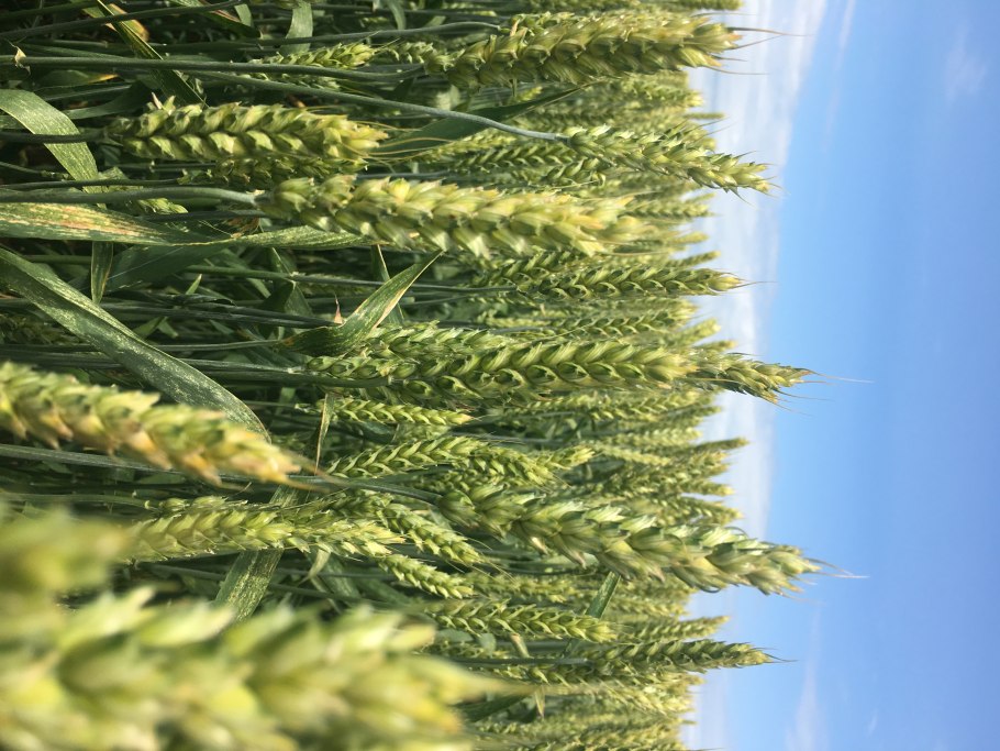 Неурожай пшеницы в Индии