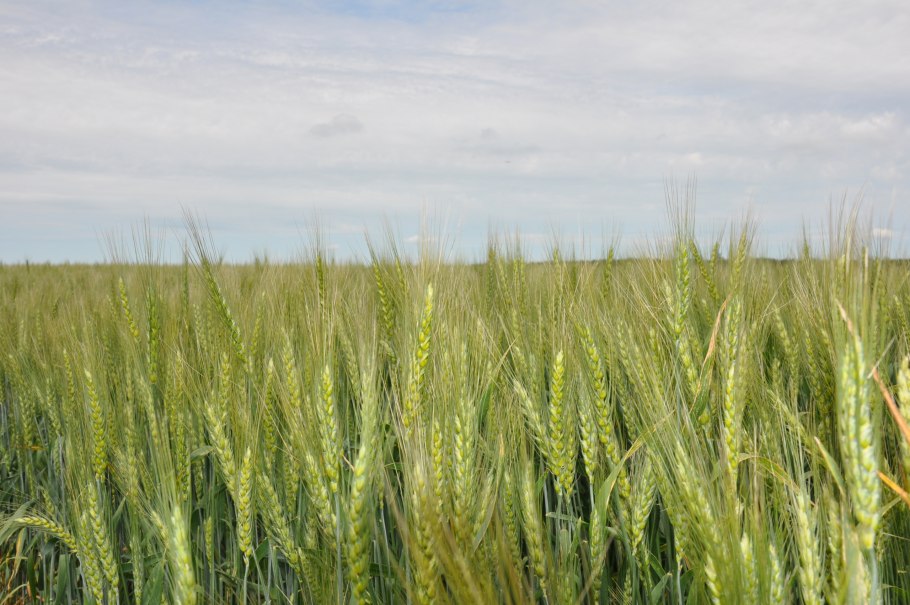 Трифуркатум ячмень