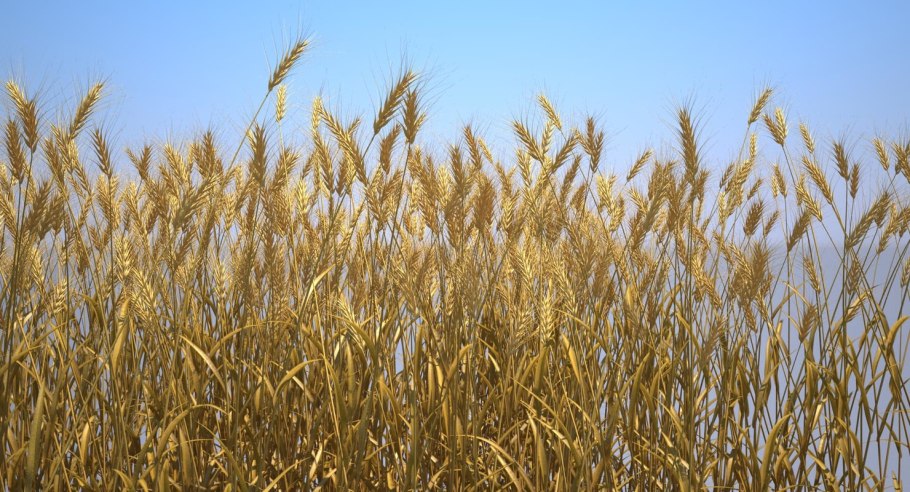 Ядро пшеницы