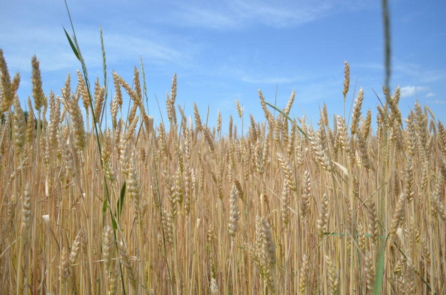 Пшеница поле