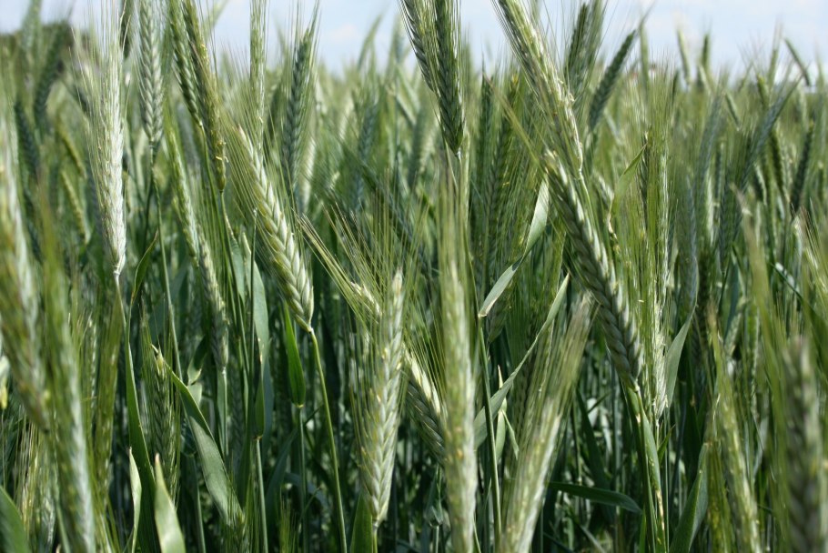 Низкорослая пшеница