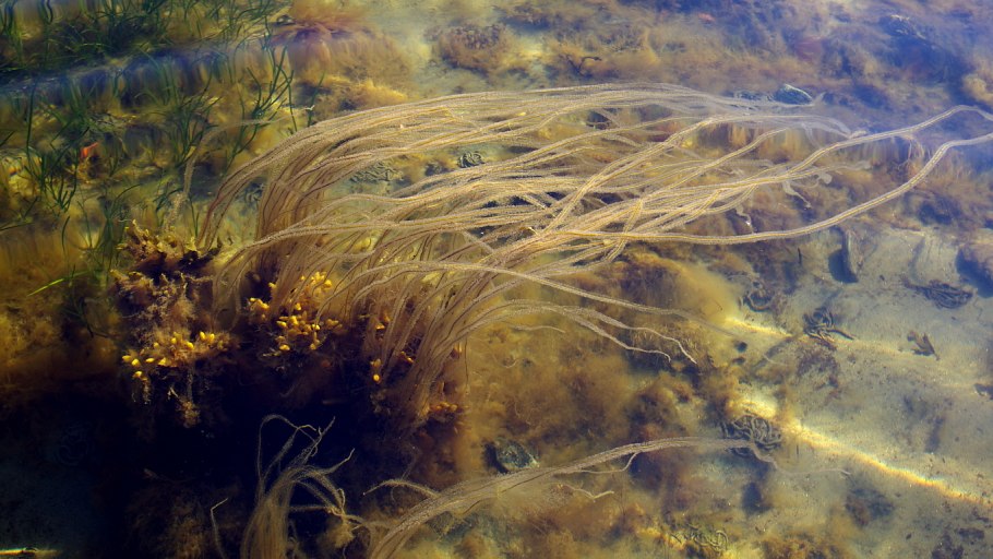 Бурые водоросли белого моря