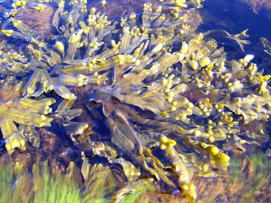 Бурые водоросли Phaeophyceae