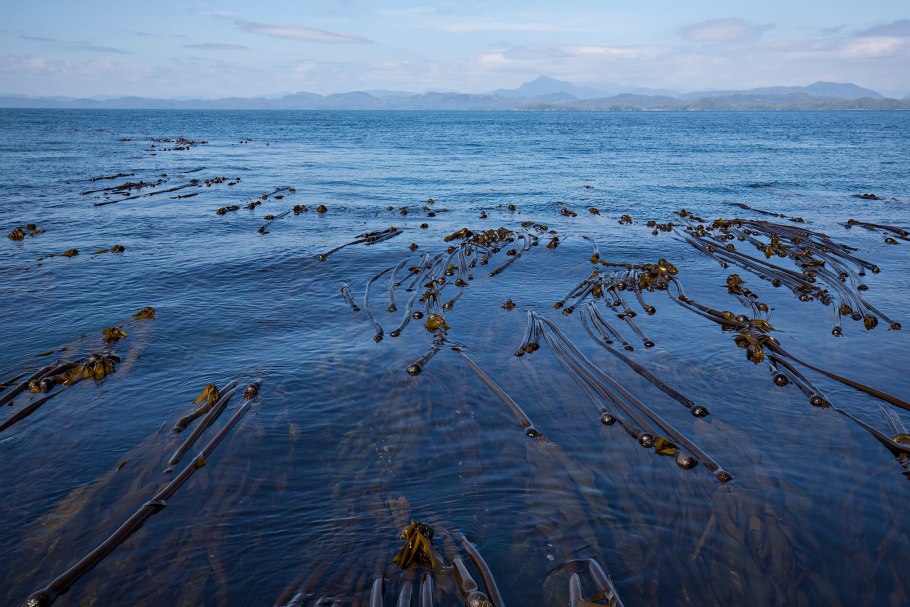 Морские водоросли белого моря