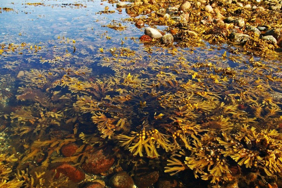Водоросли Балтийского моря