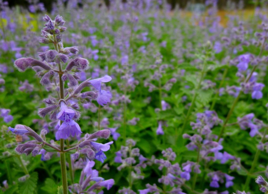 Котовник фассена