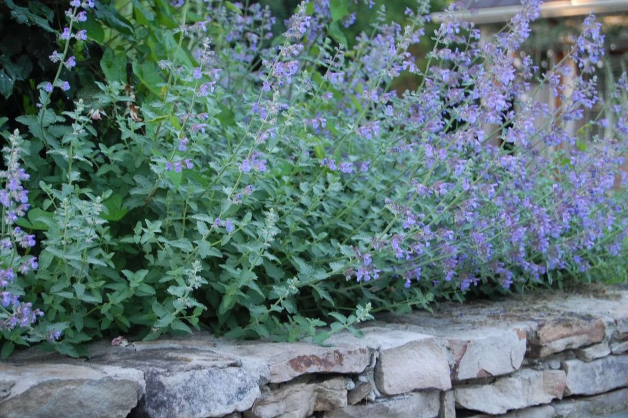 Котовник кистевидный