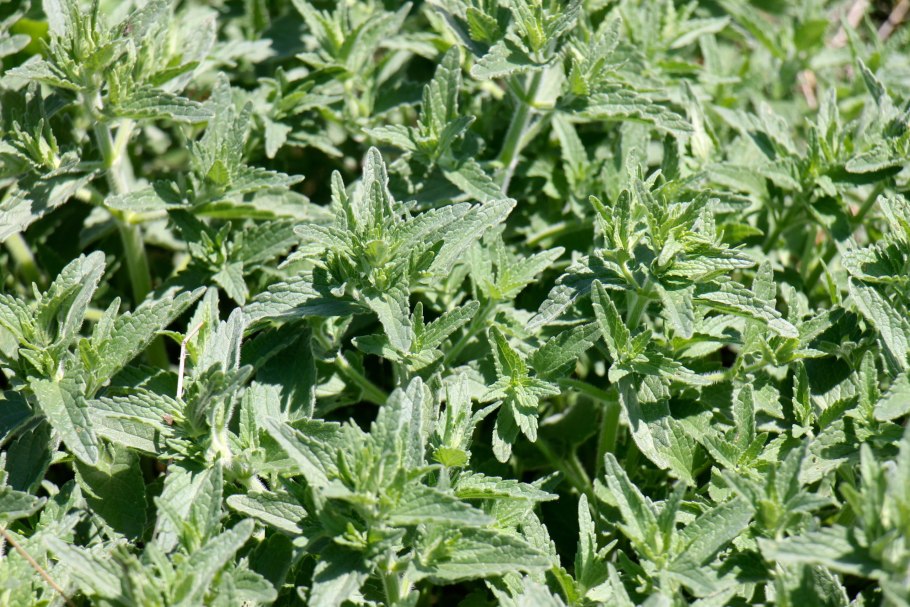 К отовник мелкоцветковый (Nepeta parvifiora Bieb.)