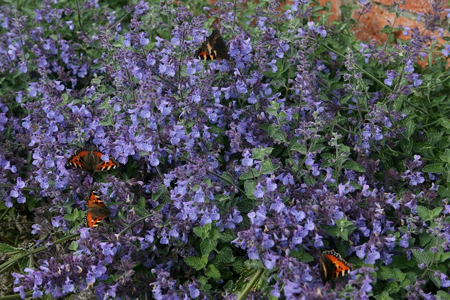 Котовник блю вандер