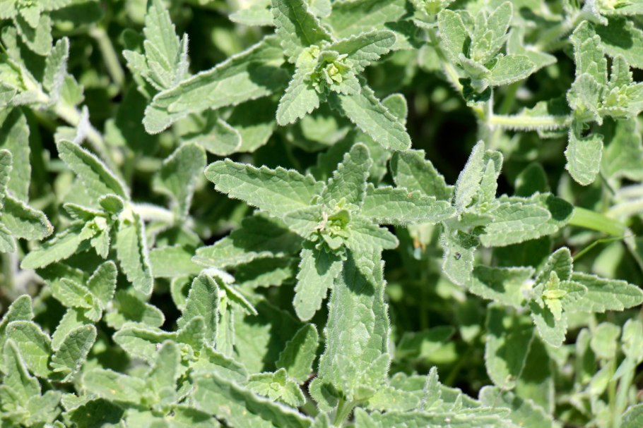 Плантариум котовник мелкоцветковый