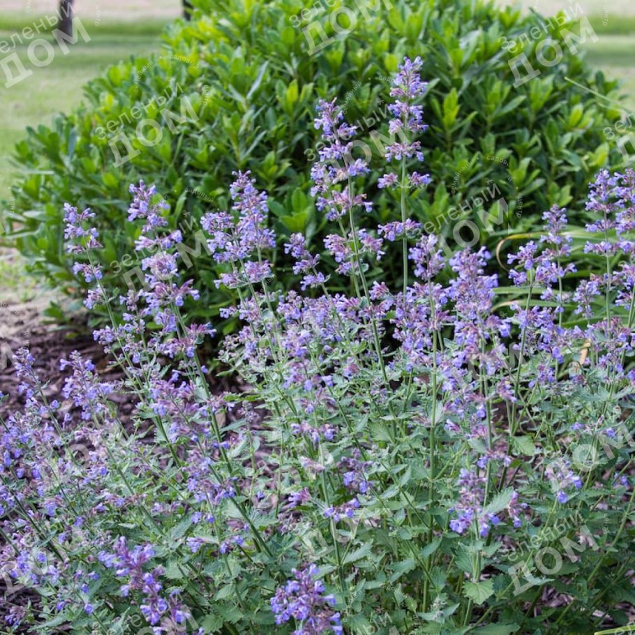 Котовник жилковатый нептун