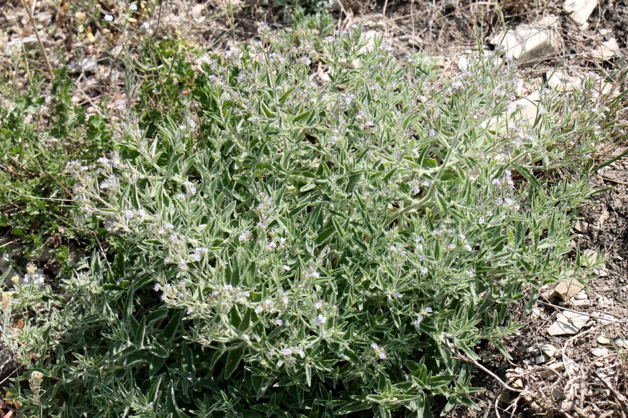 Мята мелкоцветковая