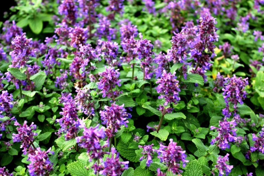 Котовник кошачья мята