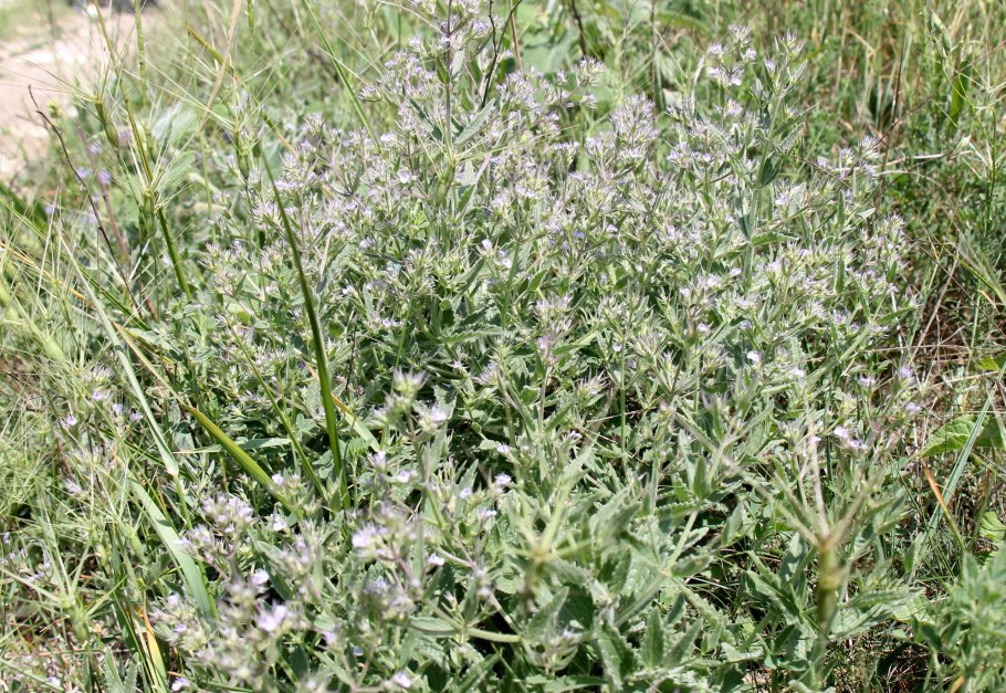 К отовник мелкоцветковый (Nepeta parvifiora Bieb.)