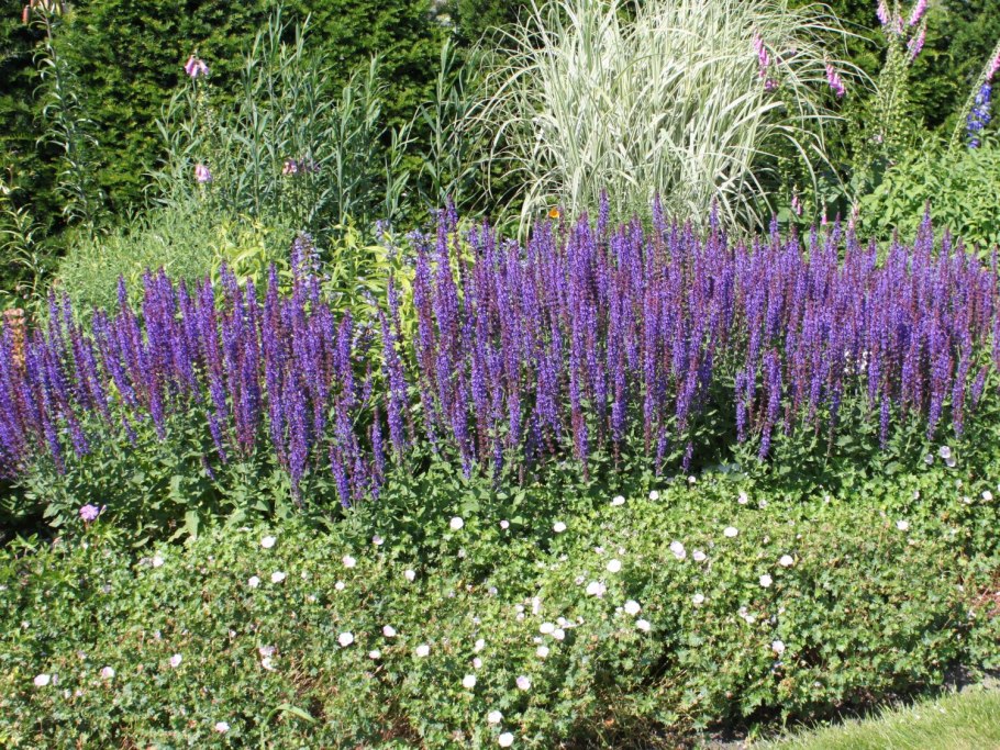 Котовник Фассена "Блю Вондер"